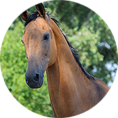 mt-1337-horses-img01.png