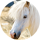 mt-1337-horses-img02.png