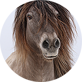 mt-1337-horses-img03.png