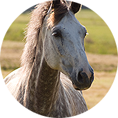 mt-1337-horses-img04.png